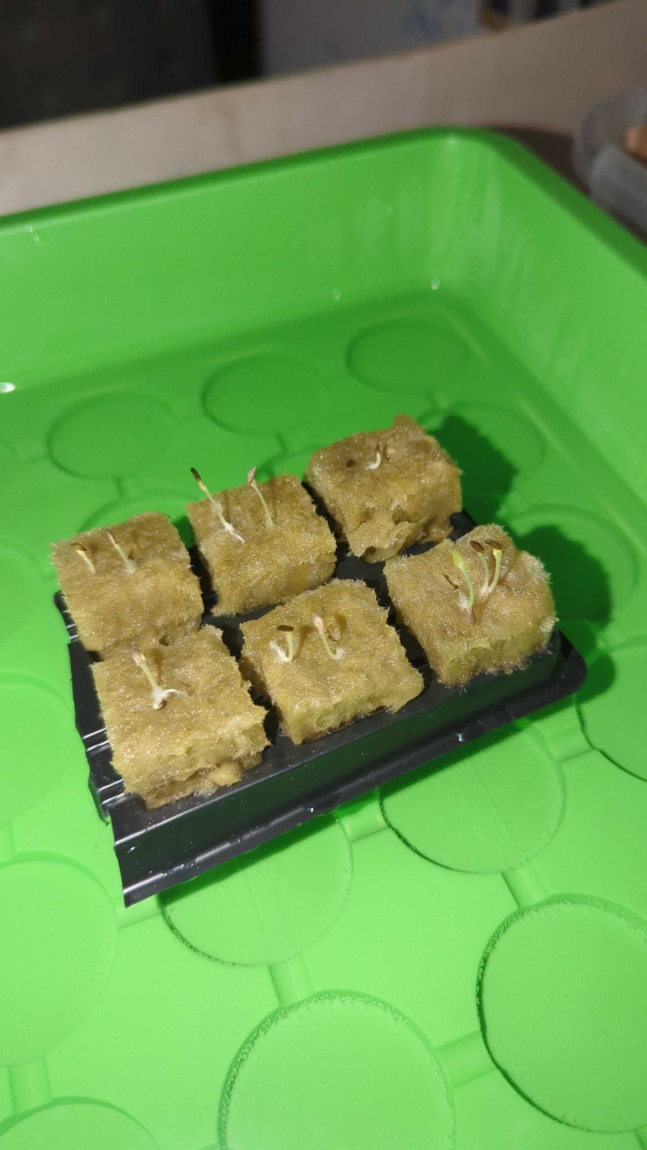 keimlinge